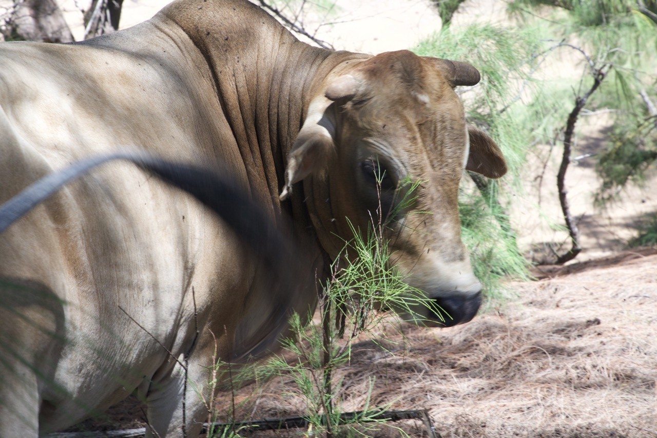 Une vache locale