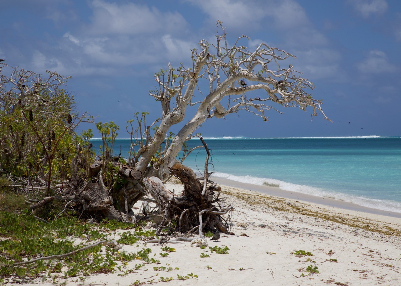 vue ile aux cocos