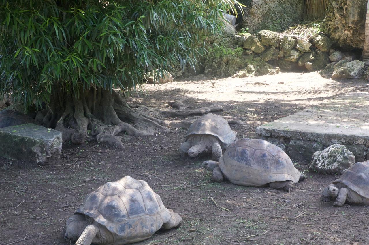 Tortues parc Francois Leguat