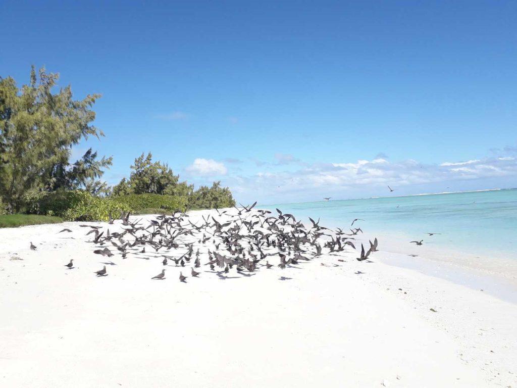 Les oiseaux De l’île  aux cocos
